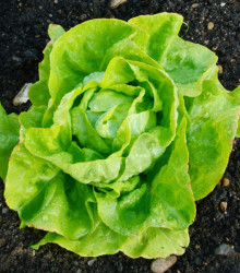 BIO semena salátu – BIO Salát hlávkový máslový Sylvesta – Lactuca sativa