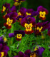 Violka rohatá Ruby Gold - Viola cornuta - semena - 20 ks