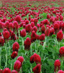 Jetel inkarnát - Trifolium incarnatum - semena - 150 ks