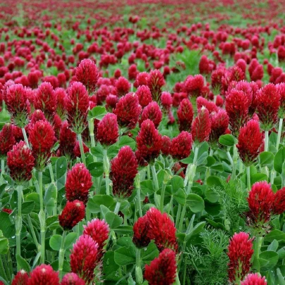 Jetel inkarnát - Trifolium incarnatum - semena - 150 ks