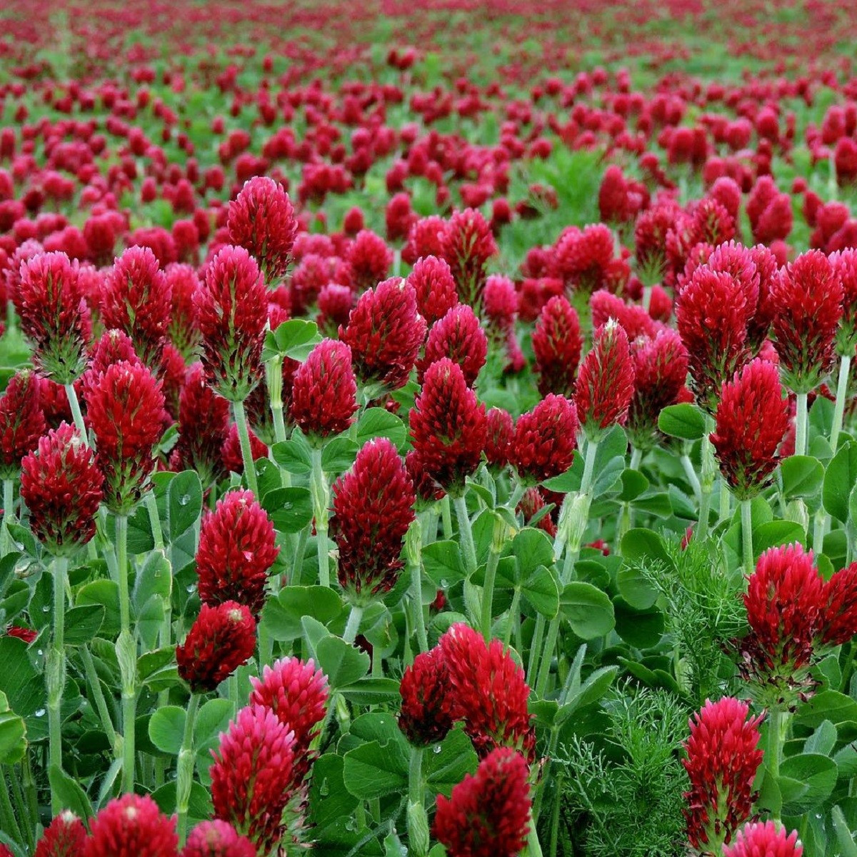 Jetel inkarnát - Trifolium incarnatum - semena - 150 ks