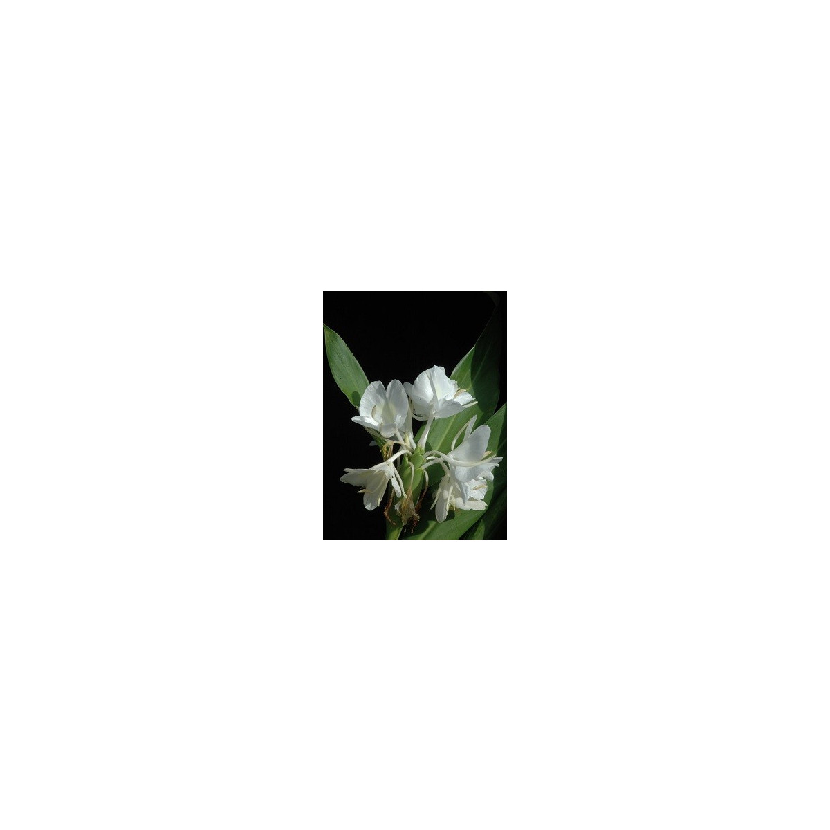 Bílý zázvor - Hedychium coronarium - semena - 4 ks