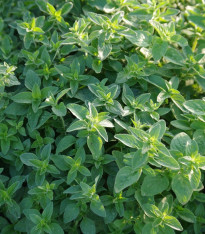 Oregano Paula - Origanum vulgare - semena - 150 ks