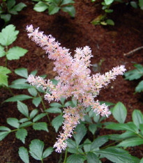 Čechrava Peaches and Cream - Astilbe - cibuloviny - 1 ks