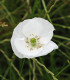 Mák bílý Bridal Silk - Papaver rhoeas - semena - 150 ks
