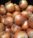 Cibule sazečka Všetana - Allium cepa - cibulky - 250 g