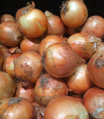 Cibule sazečka Všetana - Allium cepa - cibulky - 250 g
