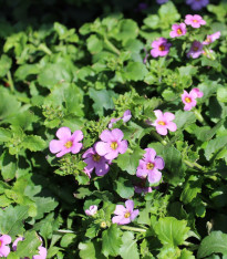 Bakopa Pinktopia - Bacopa sutera cordata - semena - 7 ks