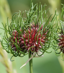 Česnek Hair vláskatý - Allium - cibuloviny - 3 ks