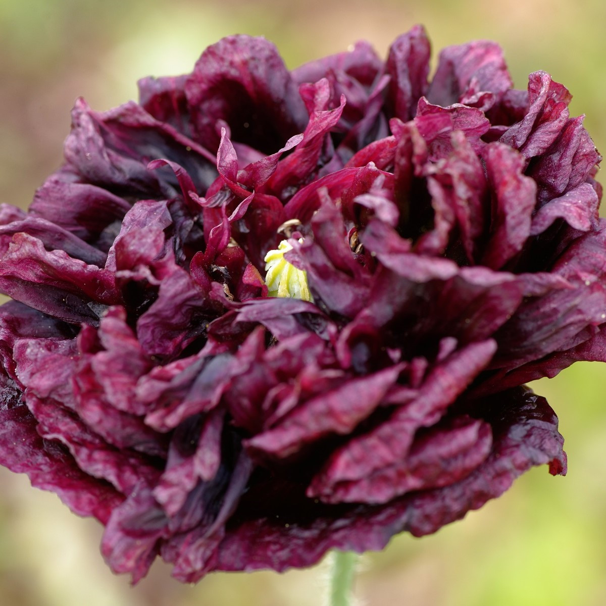 Mák Black Peony - Papaver somniferum - semena - 150 ks