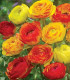 Pryskyřník plnokvětý Picotee oranžový - Ranunculus asiaticus - cibuloviny - 3 ks