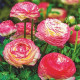 Pryskyřník Picotee růžový - Ranunculus asiaticus - cibuloviny - 3 ks