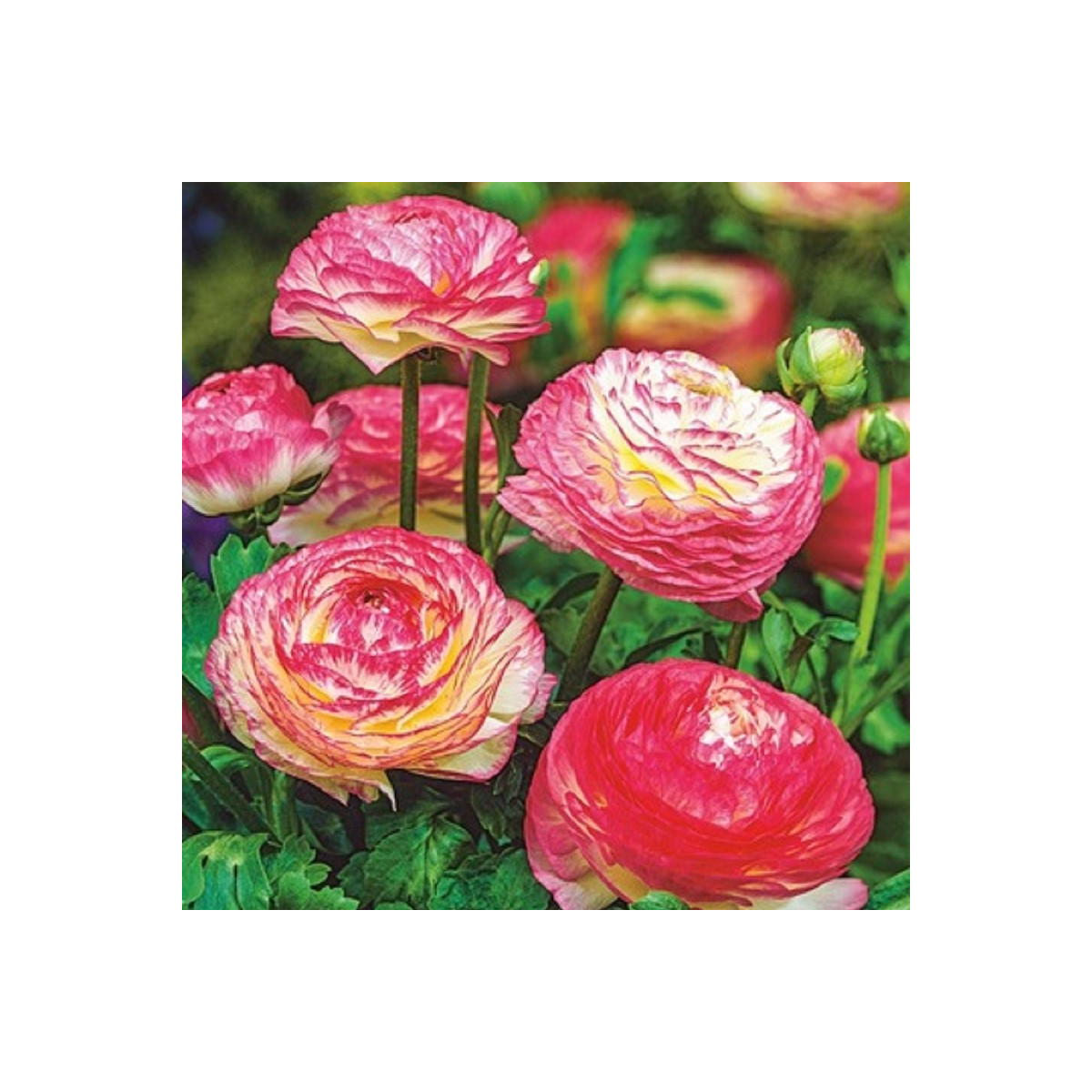 Pryskyřník plnokvětý Picotee růžový - Ranunculus asiaticus - cibuloviny - 3 ks