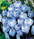 Krokus Sky Blue - Crocus vernus - cibuloviny - 3 ks