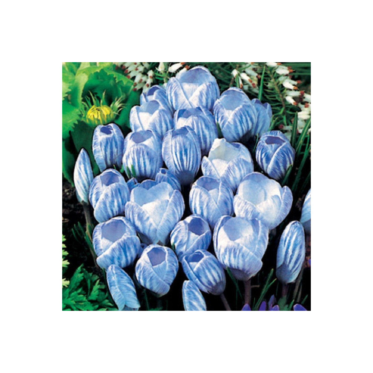 Krokus Sky Blue - Crocus vernus - cibuloviny - 3 ks