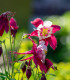 Orlíček Red Stars - Aquilegia caerulea - semena - 100 ks