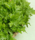 BIO Hořčice Wasabina - Brassica juncea - bio semena - 100 ks