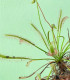 Rosnatka kapská Vogelgat NR - Drosera capensis - semena - 15 ks