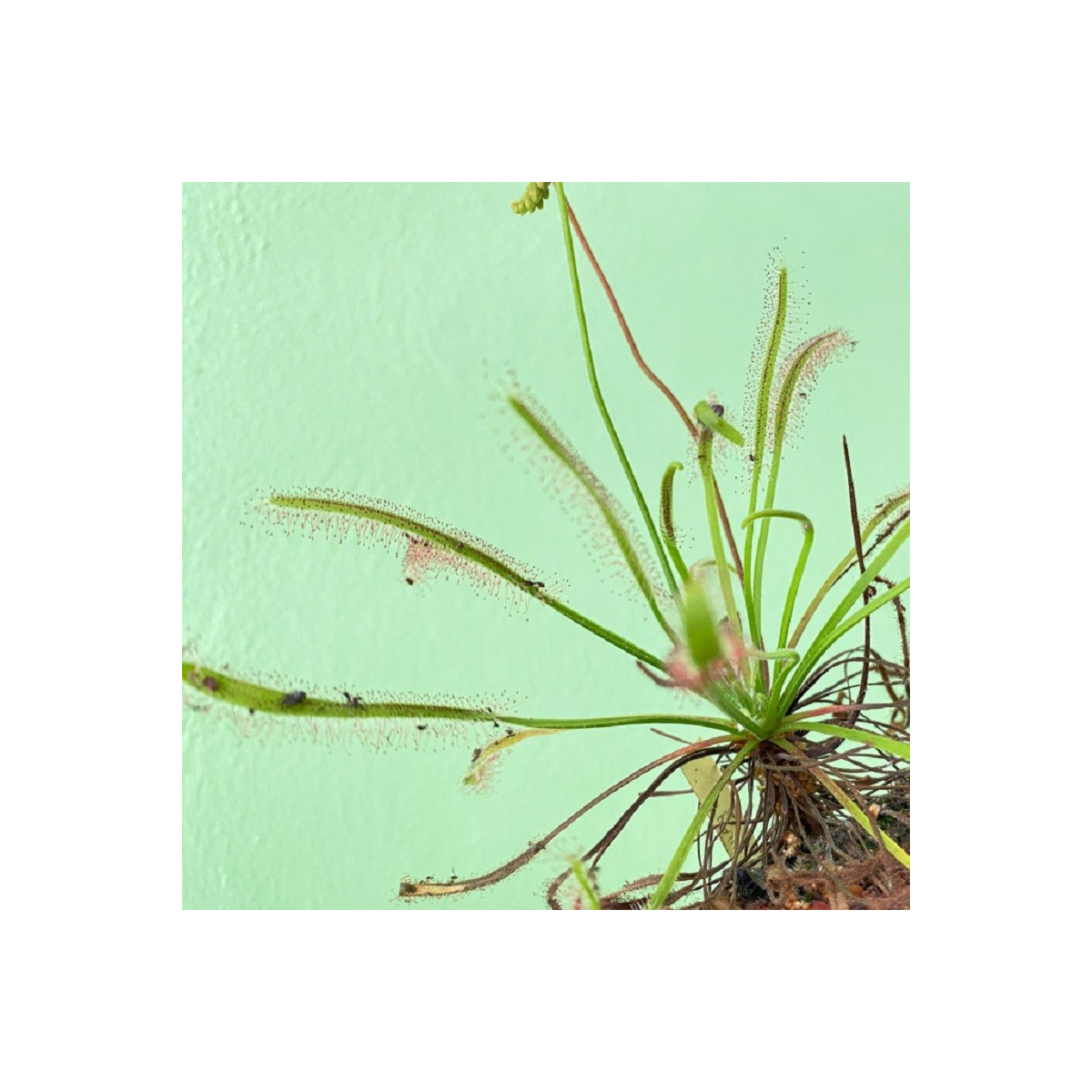 Rosnatka kapská Vogelgat NR - Drosera capensis - semena - 15 ks