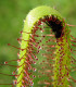 Rosnatka kapská Vogelgat NR - Drosera capensis - semena - 15 ks