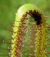 Rosnatka kapská Vogelgat NR - Drosera capensis - semena - 15 ks