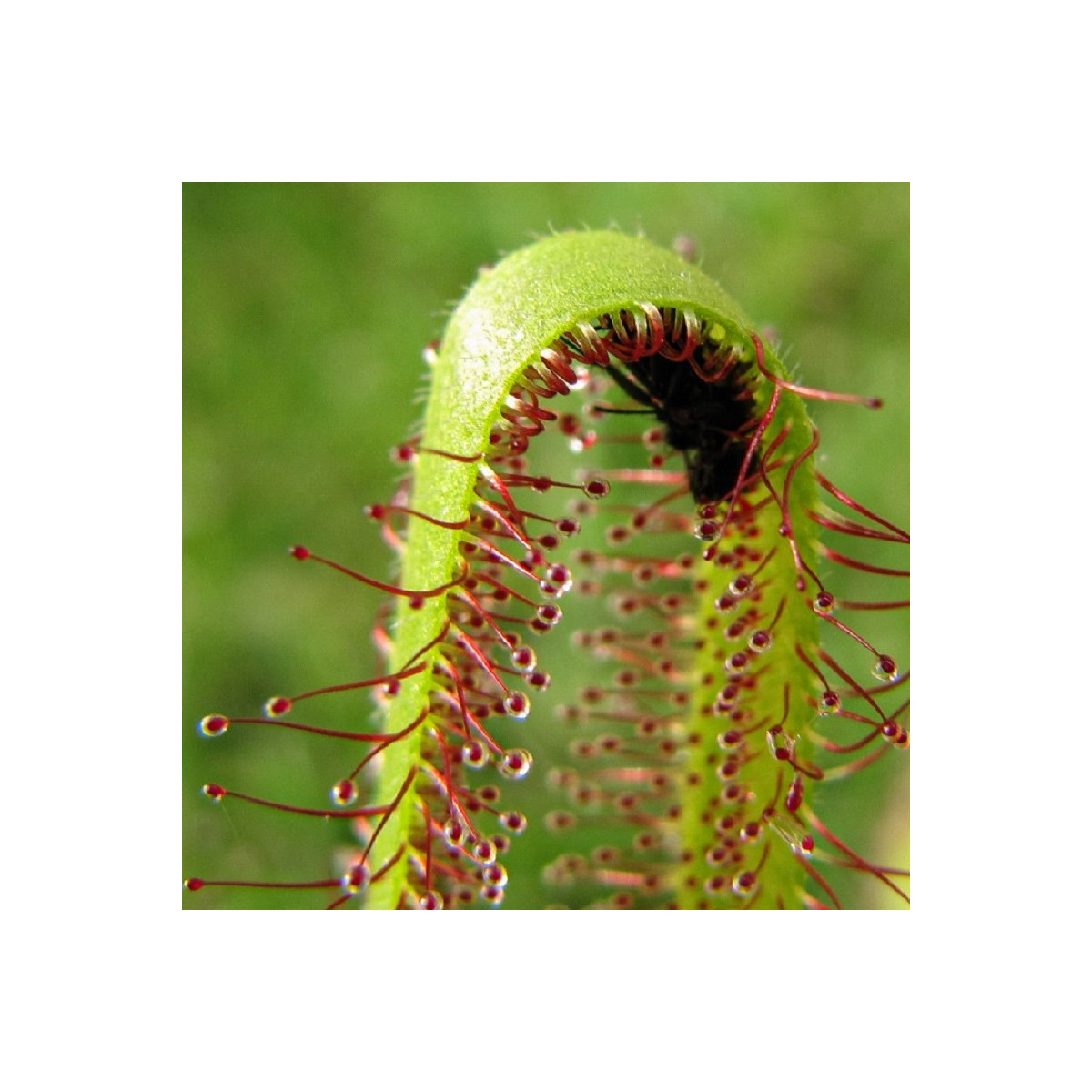 Rosnatka kapská Vogelgat NR - Drosera capensis - semena - 15 ks