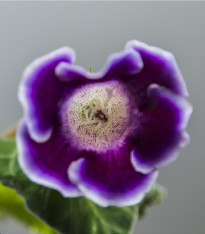 Gloxiníe Hollywood - Sinningia - cibuloviny - 1 ks