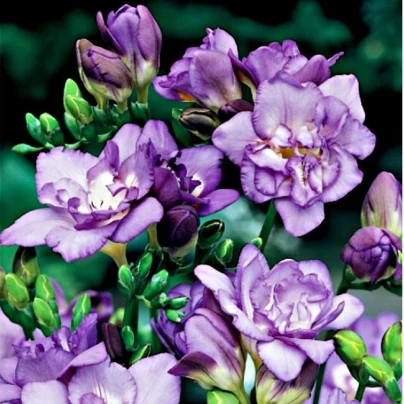 Frézie plnokvětá fialová - Freesia - cibuloviny - 3 ks