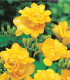 Frézie plnokvětá žlutá - Freesia - cibuloviny - 3 ks