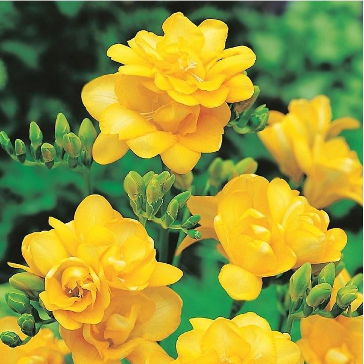 Frézie plnokvětá žlutá - Freesia - cibuloviny - 3 ks