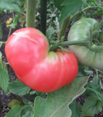 Rajče Ponderosa Pink - Solanum lycopersicum - semena - 7 ks