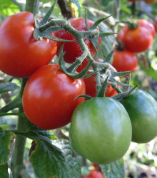 Rajče Crimson Crush PhR F1 - Solanum lycopersicum - semena - 7 ks