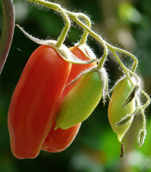 BIO semena rajčete – BIO Rajče San Marzano – Solanum lycopersicum
