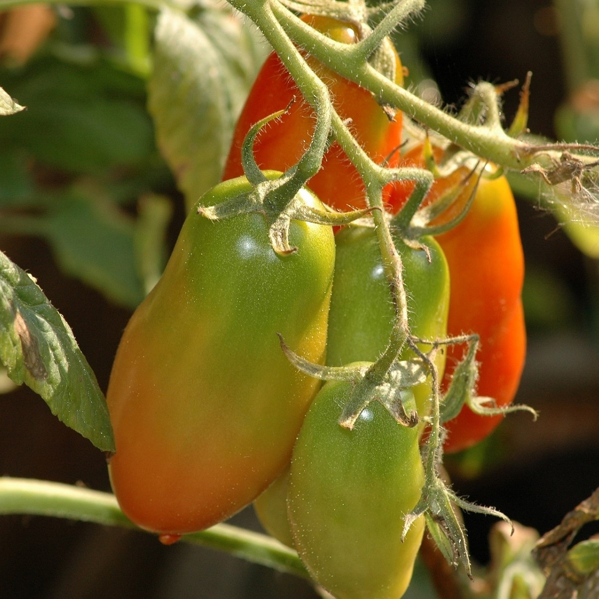 Rajče Big Mama F1 - Solanum lycopersicum - semena - 7 ks