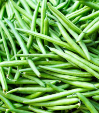 Fazol tyčkový Primel - Phaseolus vulgaris - semena - 20 ks