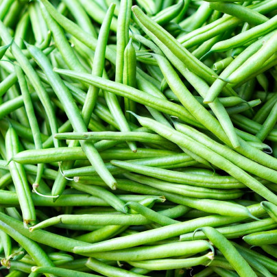 Semena fazole – Fazole tyčková Primel – Phaseolus vulgaris