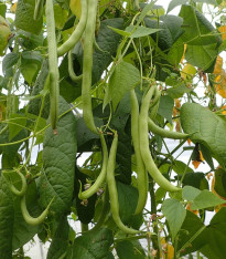 Fazole tyčková Algarve - Phaseolus vulgaris - semena - 20 ks