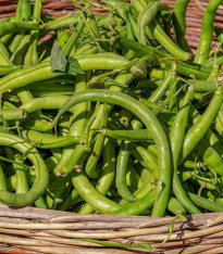 Fazole keříčková Odeon - Phaseolus vulgaris var. nanus - semena - 20 ks