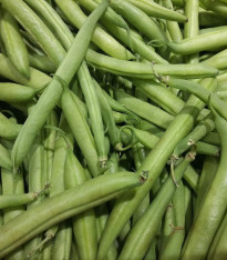 Fazole keříčková Saxa - Phaseolus vulgaris - semena - 20 ks