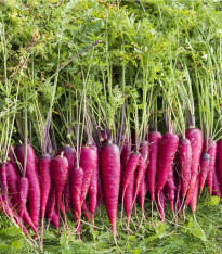 Mrkev Purple Dragon - Daucus carota - semena - 80 ks