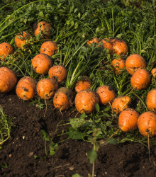 Semena mrkve – Mrkev kulatá k rychlení Pariser Markt – Daucus carota
