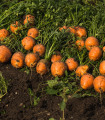 Mrkev kulatá k rychlení Pariser Markt 4 - Daucus carota - semena - 500 ks