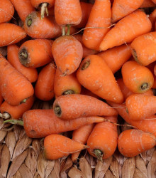 Semena mrkve – Mrkev Chamare – Daucus carota