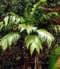 Palma mexická - Geonomma Interrupta - semena - 5 ks