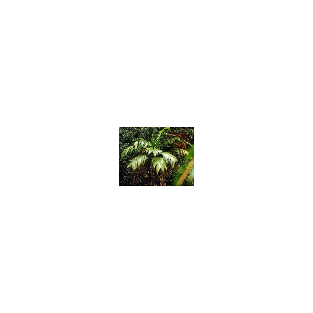 Palma mexická - Geonomma Interrupta - semena - 5 ks