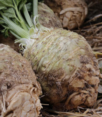 Celer bulvový Maxim - Apium graveolens - semena - 300 ks