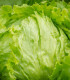 Salát ledový Ledové jezero - Lactuca sativa - semena - 100 ks