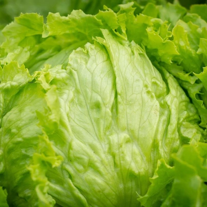 Salát ledový Ledové jezero - Lactuca sativa - semena - 100 ks