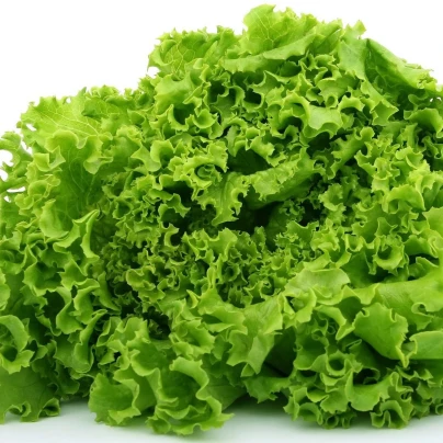 Salát kadeřavý letní - Lactuca sativa - semena - 450 ks