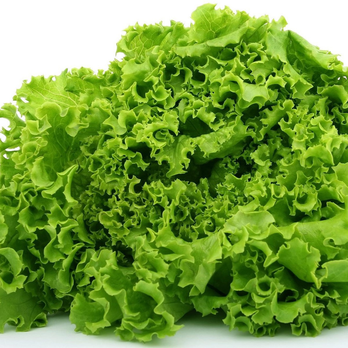 Salát kadeřavý letní - Lactuca sativa - semena - 450 ks